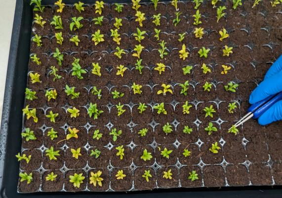 Plant propagation by cuttings