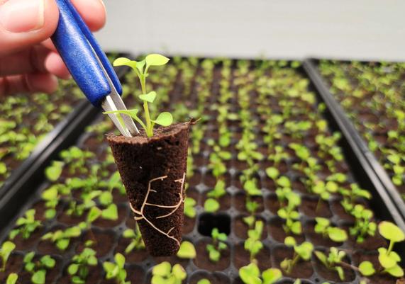 New and healthy roots