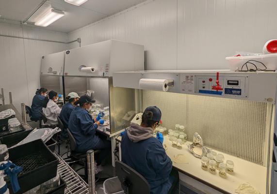 The team works meticulously to ensure that the future plants grow healthily