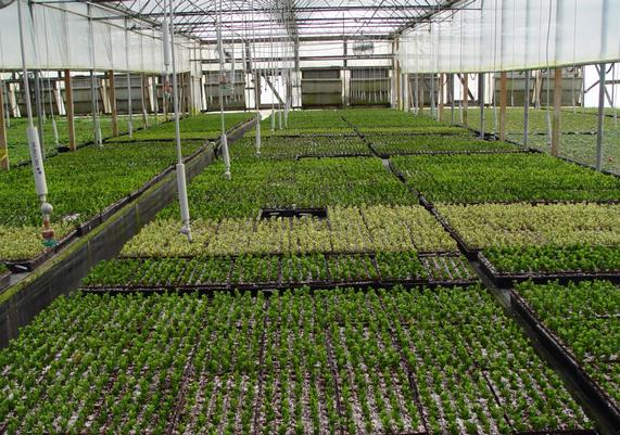 Greenhouse