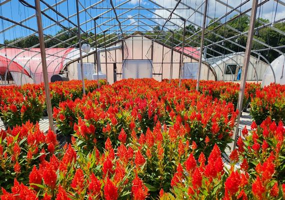 Fall annuals in Ledyard