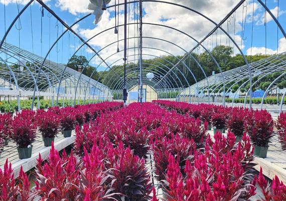 Annuals Ledyard location