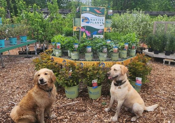 Country Brook - Hudson, NH