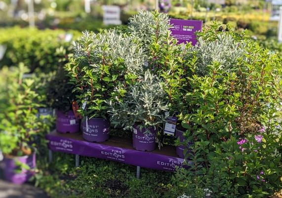 Seaone Garden Center - Abington, MA