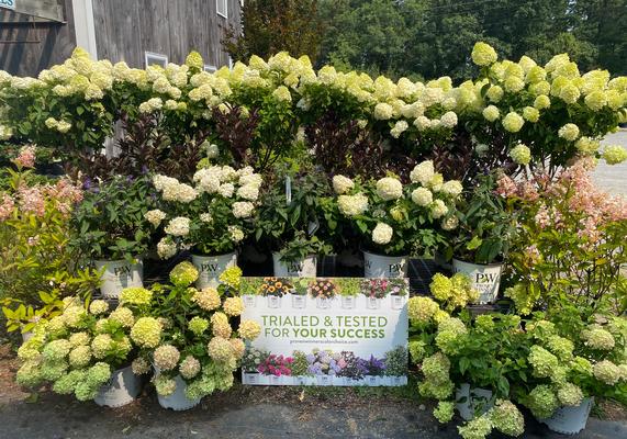 Cape Coastal - South Dennis, MA