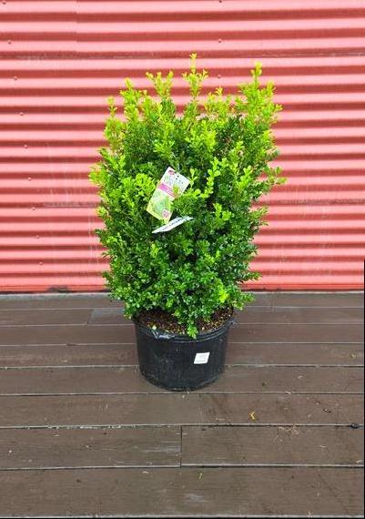 Buxus 'Cranberry Creek' #5