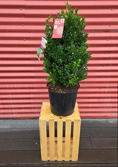Buxus sempervirens x sinica var. insularis 'Green Mountain' #3