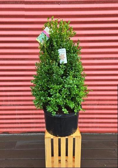 Buxus sempervirens x sinica var. insularis 'Green Mountain' #5