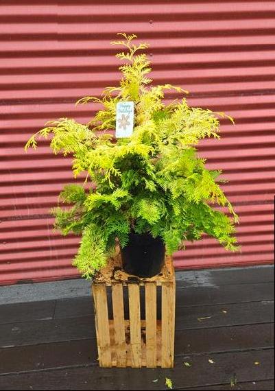 Chamaecyparis obtusa 'Crippsii' #1