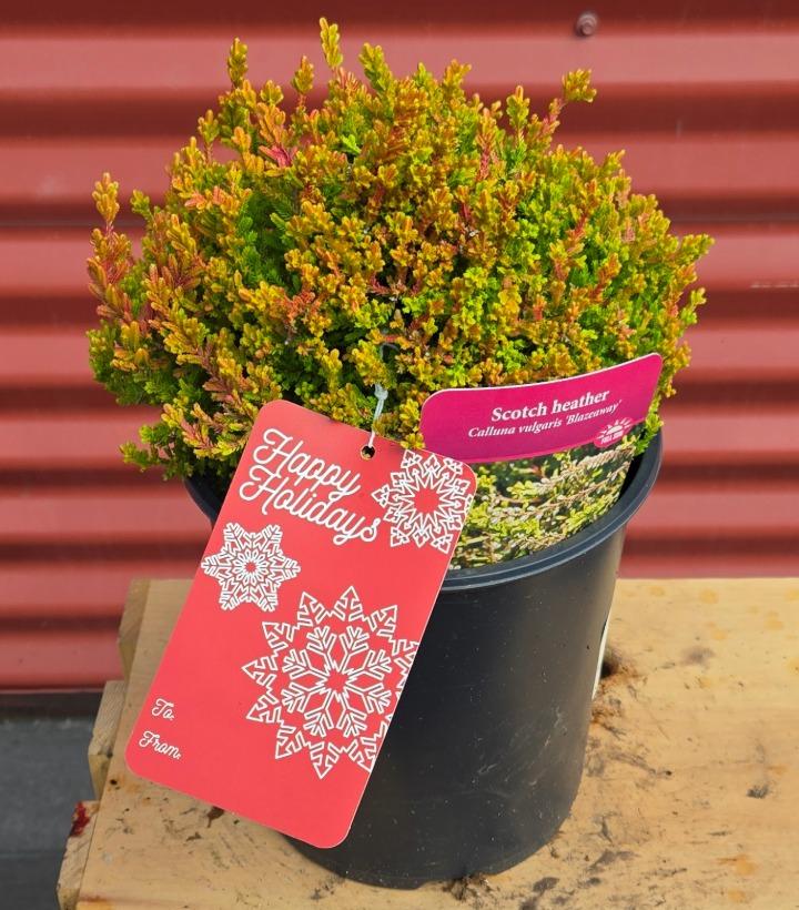 Calluna vulgaris 'Blazeaway' #1