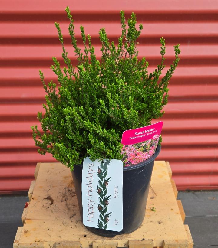 Calluna vulgaris 'Spring Torch' #1