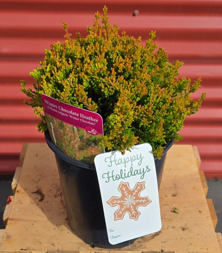Calluna vulgaris 'Winter Chocolate' #1