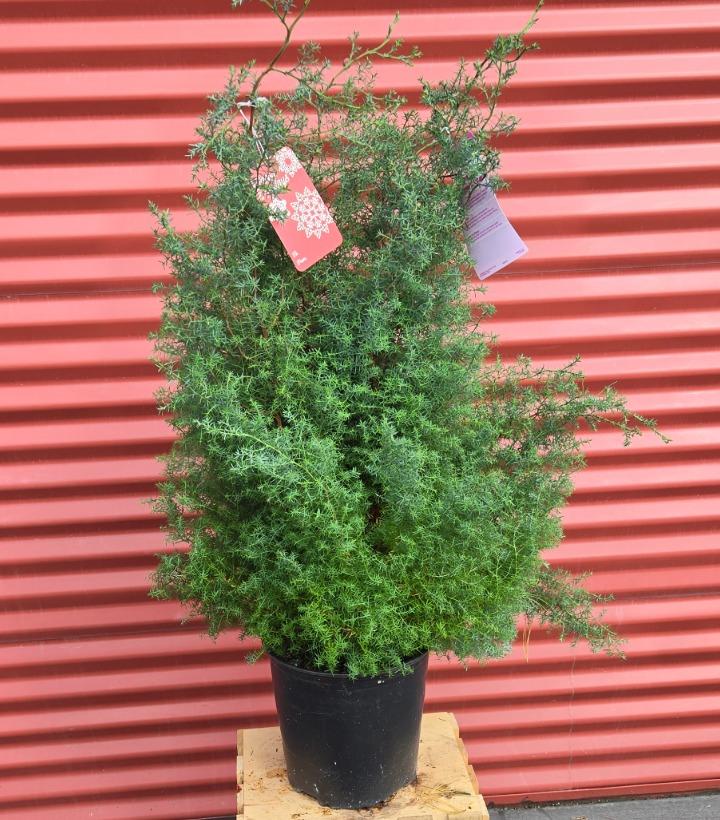 Chamaecyparis obtusa 'Blue Feathers' #2