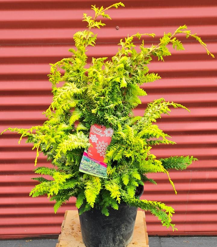 Chamaecyparis obtusa 'Fernspray Gold' #2