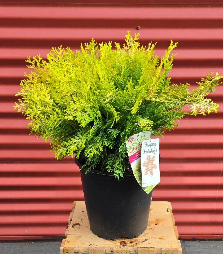 Chamaecyparis obtusa Night Light™ #2