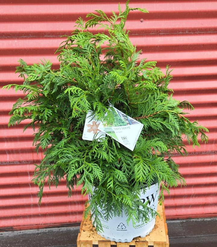 Chamaecyparis pisifera Soft Serve® #3