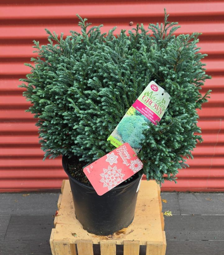 Chamaecyparis pisifera 'Blue Moon' #2