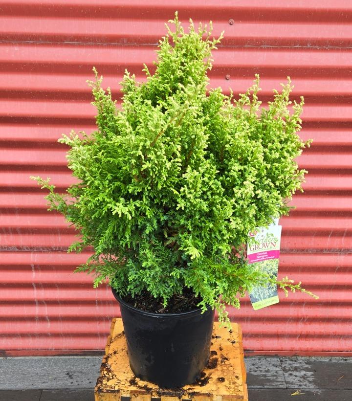 Chamaecyparis pisifera 'Cream Ball' #2