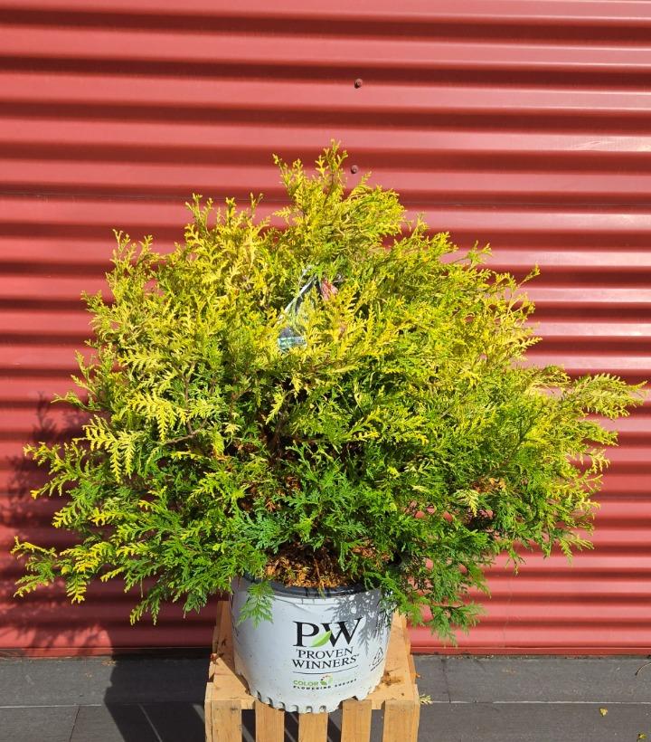 Chamaecyparis pisifera Soft Serve® Gold #3