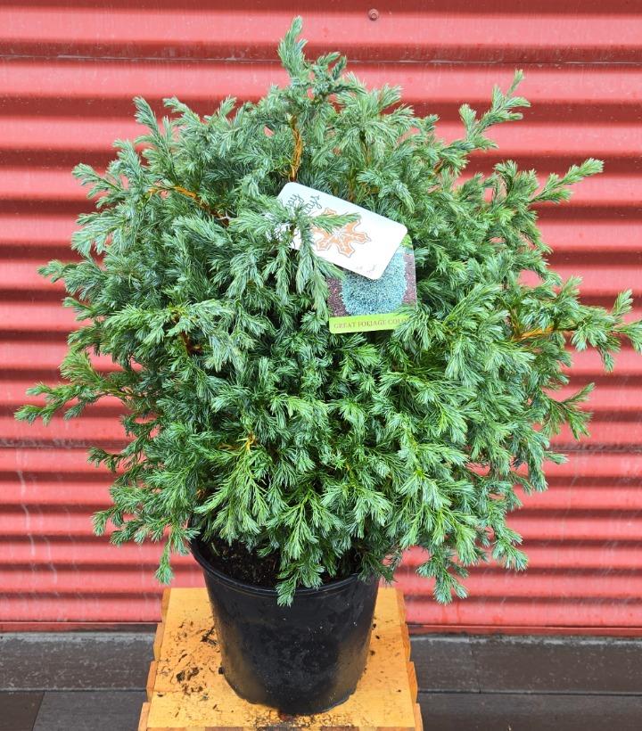 Chamaecyparis pisifera 'True Blue' #2