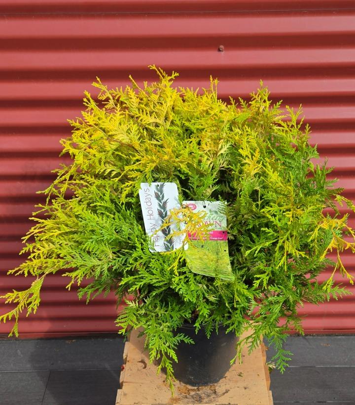 Chamaecyparis pisifera 'Vintage Gold' #2