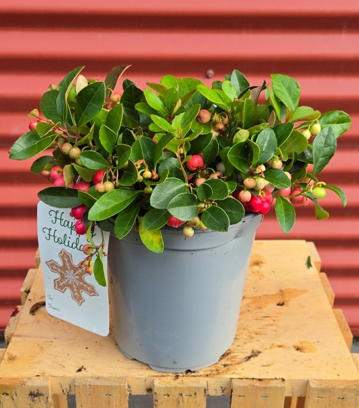 Gaultheria procumbens #1