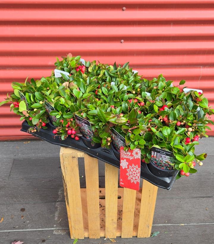 Gaultheria procumbens 15/TRAY