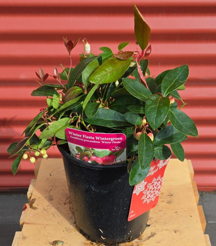Gaultheria procumbens 'Winter Fiesta' #1