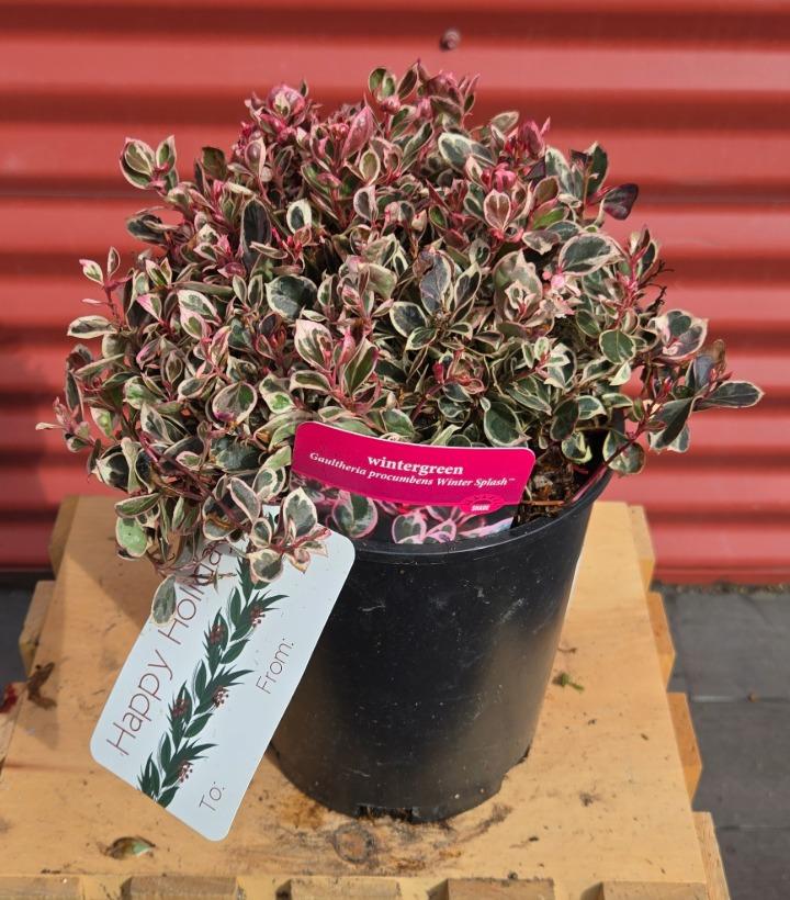 Gaultheria procumbens Winter Splash™ #1