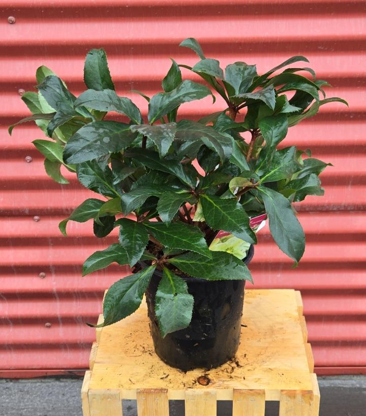 Helleborus x ericsmithii HGC® Champion #1