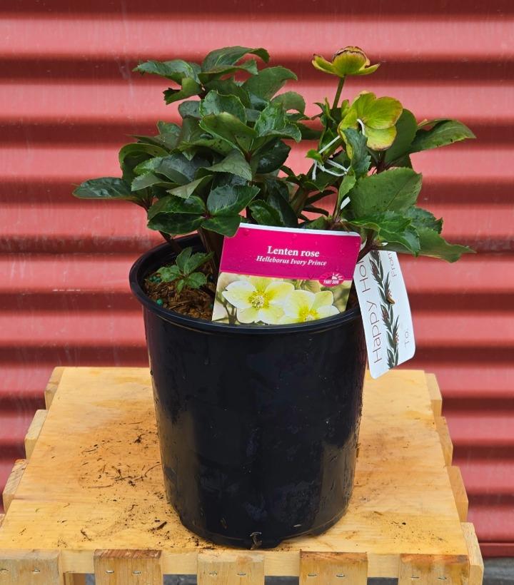 Helleborus x 'Ivory Prince' #1