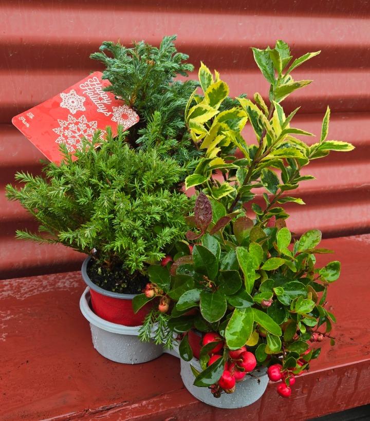 Holiday Combo Bumble's Bounce 4/TRAY