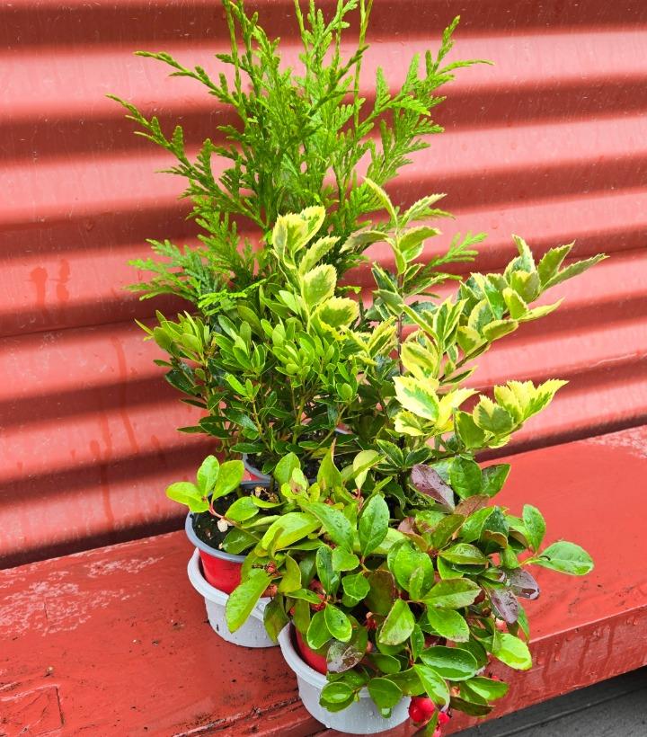 Holiday Combo Grinchmas 4/TRAY