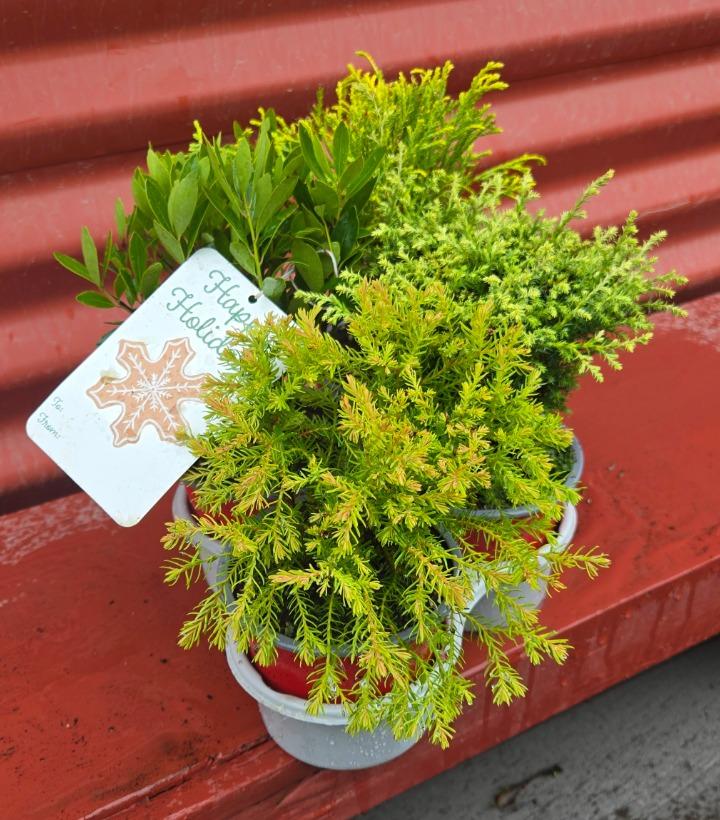 Holiday Combo Rudolph's Favorite 4/TRAY