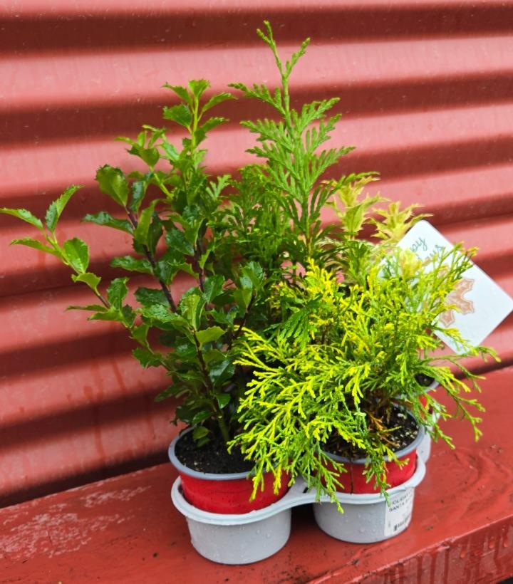 Holiday Combo Santa's Choice 4/TRAY