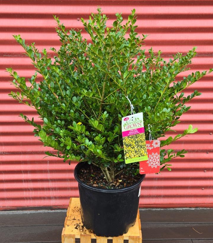 Ilex crenata 'Chilly Willy' #3