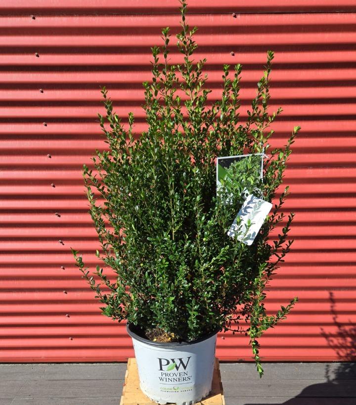 Ilex crenata Patti O Box® #3