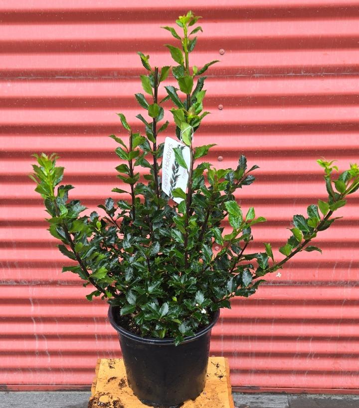 Ilex x meserveae 'Blue Prince' #2