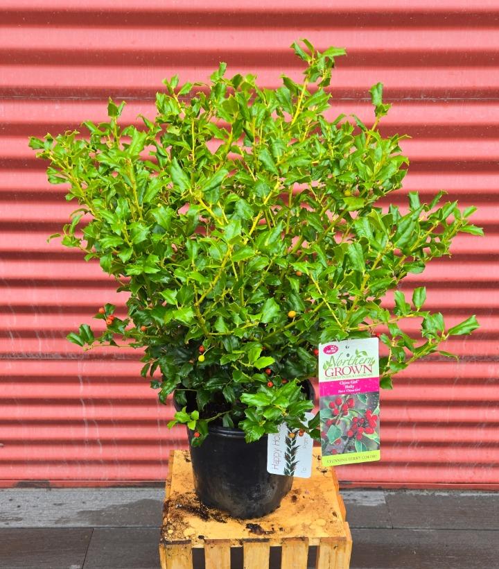 Ilex x meserveae China Girl® #2