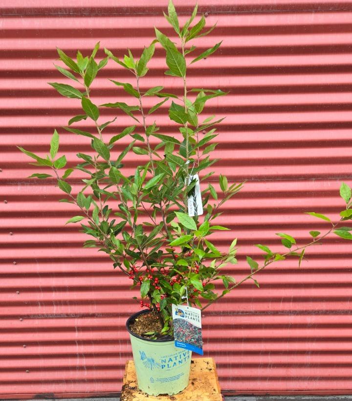 Ilex verticillata #2