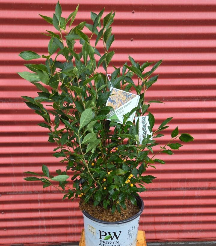 Ilex verticillata Berry Heavy® Gold #3