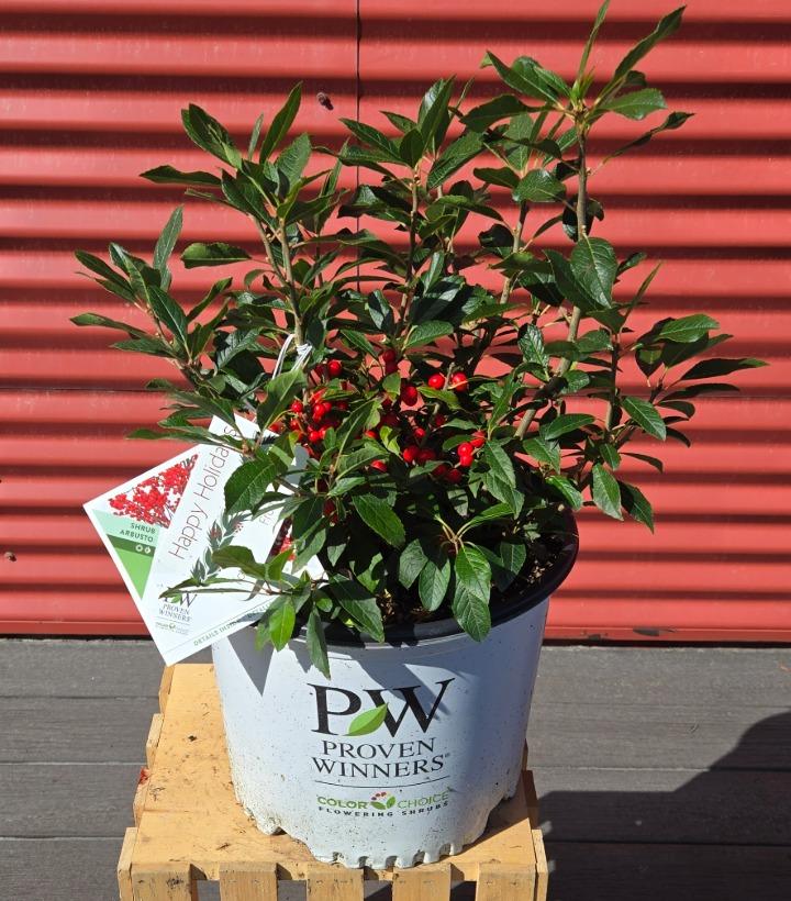 Ilex verticillata Berry Poppins® #3
