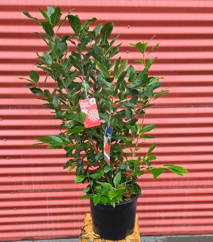 Ilex verticillata Magical® Berry #3