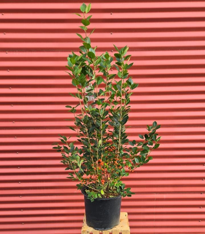 Ilex verticillata Magical® Showtime #3