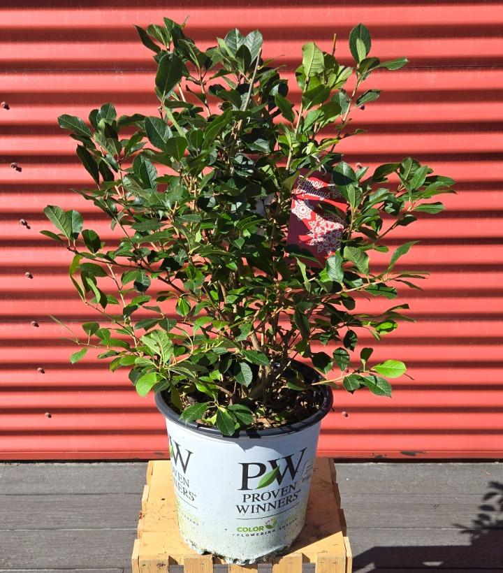 Ilex verticillata Mr. Poppins® #2