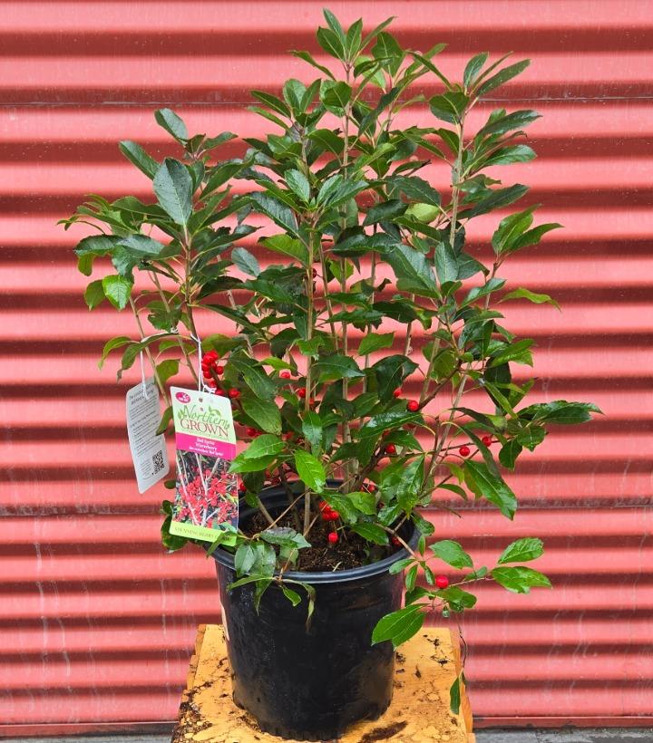 Ilex verticillata 'Red Sprite' #2