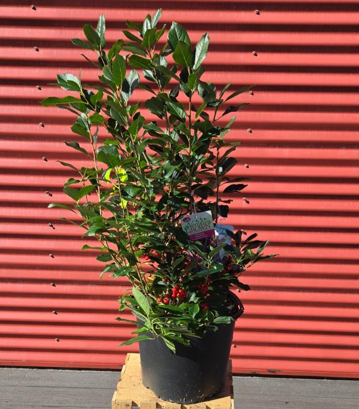 Ilex verticillata 'Red Sprite' #3