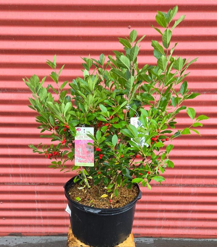 Ilex verticillata 'Red Sprite' #5