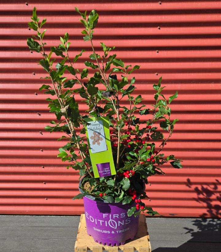Ilex verticillata Wildfire™ #3