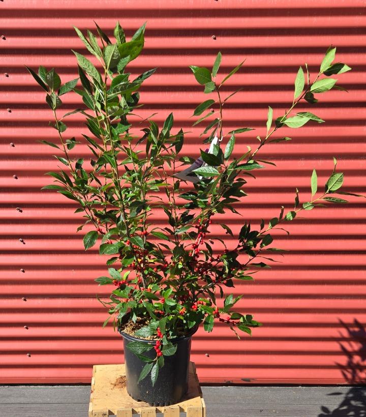 Ilex verticillata 'Winter Red' #2